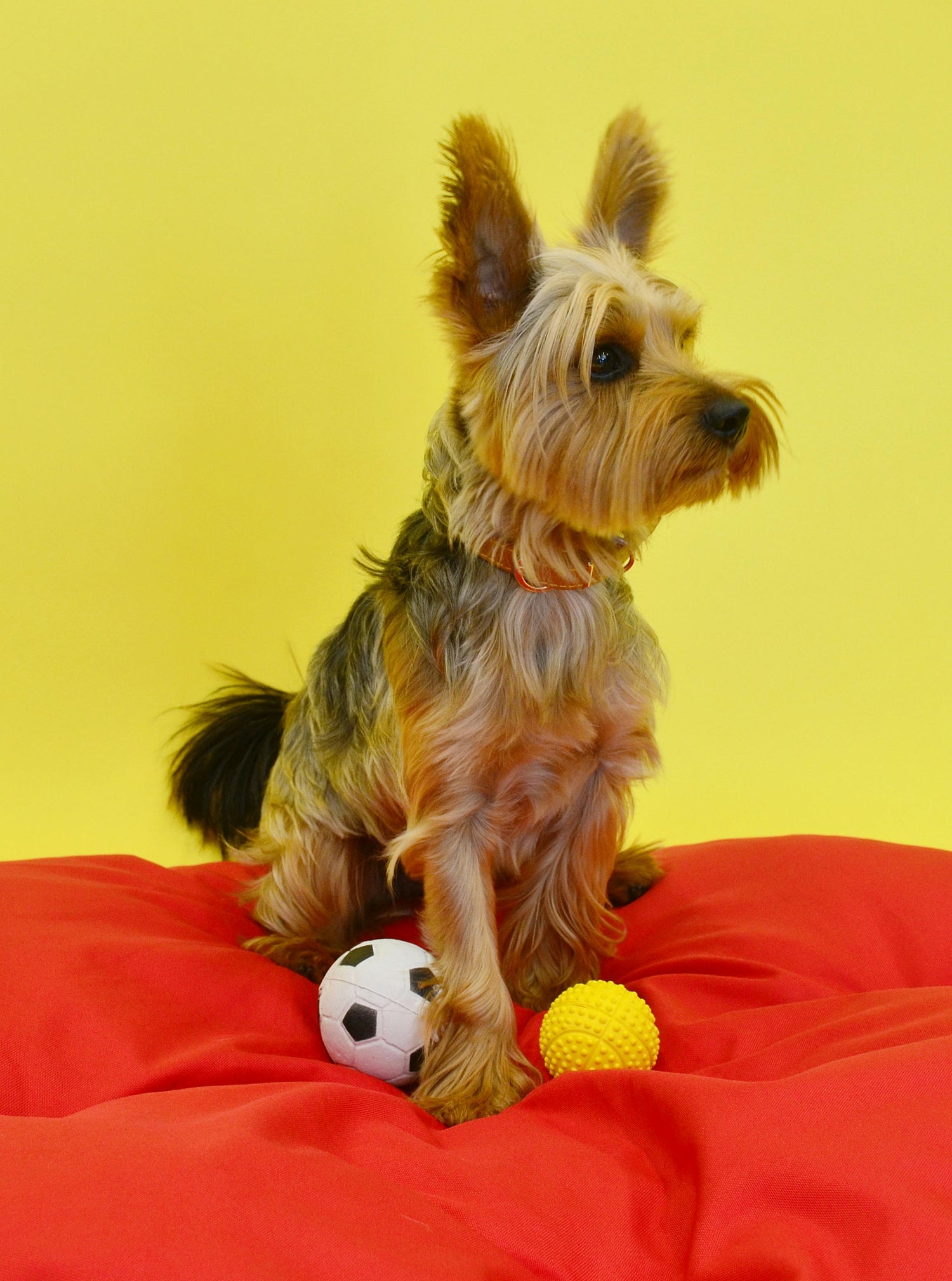 Pet Toys