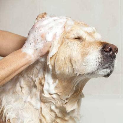 Anti-Itch Dog Shampoo (Pack of 2)